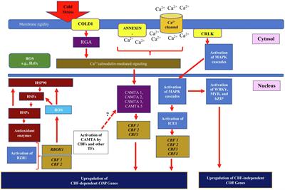 Fine-Tuning Cold Stress Response Through Regulated Cellular Abundance and Mechanistic Actions of Transcription Factors